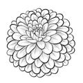 Beautiful monochrome black and white dahlia flower isolated on white background Royalty Free Stock Photo