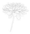 Beautiful monochrome black and white dahlia flower isolated on white background. Royalty Free Stock Photo