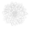 Beautiful monochrome black and white dahlia flower isolated on white background. Royalty Free Stock Photo