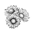 Beautiful monochrome, black and white daisy bouquet flowers isolated. for greeting cards and invitations of the wedding, birthday Royalty Free Stock Photo