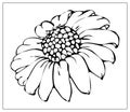 Beautiful monochrome, black and white daisy flower isolated Royalty Free Stock Photo