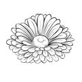 Beautiful monochrome black and white daisy flower isolated on white background Royalty Free Stock Photo