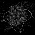 Beautiful monochrome, black and white flower hydrangea isolated. Royalty Free Stock Photo