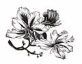 Beautiful monochrome, black and white flower isolated. Hand-drawn contour lines strokes. Royalty Free Stock Photo