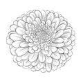 Beautiful monochrome black and white flower isolated on white background Royalty Free Stock Photo