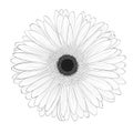 Beautiful monochrome, black and white gerbera flower isolated. Royalty Free Stock Photo