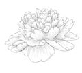 Beautiful monochrome black and white peony flower isolated on white background. Royalty Free Stock Photo