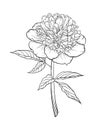 Beautiful monochrome black and white peony isolated on background. Hand-drawn. Royalty Free Stock Photo