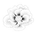 Beautiful monochrome black and white Plant Paeonia arborea (Tree peony) flower isolated on white background. Royalty Free Stock Photo