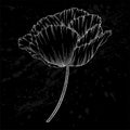 Beautiful monochrome black and white poppy isolated on background. Hand-drawn contour lines and strokes.