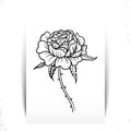 Beautiful monochrome black and white rose flover isolated on background. Hand-drawn. design tattoo, greeting card and