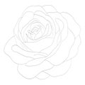 Beautiful monochrome black and white rose isolated on white background.Ã