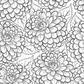 Beautiful monochrome, black and white seamless background with flowers dahlia.