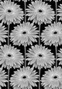 Beautiful monochrome, black and white seamless background with gerbera flower with a stem. Royalty Free Stock Photo