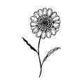 beautiful monochrome black and white sunflower isolated on white background. Hand-drawn contour lines and strokes. Royalty Free Stock Photo