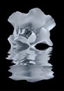 Beautiful monochrome blue rose with raindrops reflected on back water with ripples Royalty Free Stock Photo