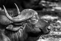 Beautiful monochrome image of African water buffalo