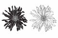 Beautiful monochrome, line, black and white gerbera flower set isolated. Hand-drawn contour lines and strokes. Royalty Free Stock Photo