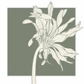 Beautiful monochrome, line, green and beige gerbera flower isolated. Hand-drawn contour lines and strokes. Royalty Free Stock Photo