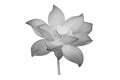Beautiful monochrome lotus flower , black and white lotus flower isolated on white background. Royalty Free Stock Photo
