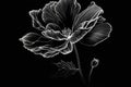 Beautiful monochrome peony flower isolated on black background. Hand-drawn illustration. Royalty Free Stock Photo