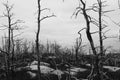 Beautiful monochrome shot of dry trees and branches in a cloudy weather Royalty Free Stock Photo