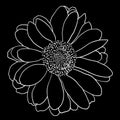 Beautiful monochrome sketch, black and white dahlia flower isolated Royalty Free Stock Photo