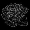 Beautiful monochrome sketch, black and white rose flower isolated Royalty Free Stock Photo