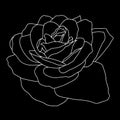 Beautiful monochrome sketch, black and white rose flower isolated Royalty Free Stock Photo