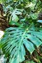 Beautiful monstera deliciosa in the garden Royalty Free Stock Photo