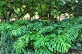 Beautiful monstera deliciosa in the garden Royalty Free Stock Photo