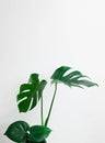 Beautiful monstera deliciosa isolated