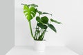 A beautiful monstera flower in a modern pot stands on a table against a white and gray wall. The concept of minimalism. Royalty Free Stock Photo