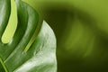 Beautiful monstera leaf casting shadow on green background, closeup. Space for text Royalty Free Stock Photo