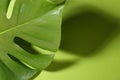Beautiful monstera leaf casting shadow on green background, closeup. Space for text Royalty Free Stock Photo