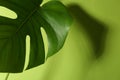 Beautiful monstera leaf casting shadow on green background, closeup. Space for text Royalty Free Stock Photo
