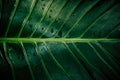 Beautiful Monstera leaf with raindrops Royalty Free Stock Photo