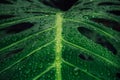 Beautiful Monstera leaf with raindrops Royalty Free Stock Photo