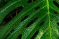 Beautiful Monstera leaf with raindrops Royalty Free Stock Photo