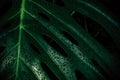 Beautiful Monstera leaf with raindrops Royalty Free Stock Photo