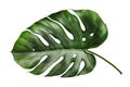 Beautiful monstera leaf. Close-up view. Exotic plant. Generative AI.