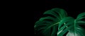 Beautiful monstera leaves leaf on black color for decorating composition design background