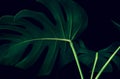 Beautiful monstera leaves leaf on black color for decorating composition design background