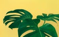 Beautiful monstera leaves leaf on colorful for decorating composition design background