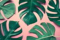 Beautiful monstera leaves leaf on colorful for decorating composition design background