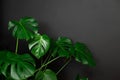 Beautiful monstera leaves or Swiss Cheese plant on a black background, selective focus. Royalty Free Stock Photo