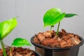 Beautiful Monstera plant seedling is growing on black pot in gray background