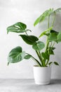 Beautiful Monstera or Swiss Cheese plant in a white pot on a gray concrete background