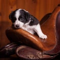 Beautiful month-old puppy rested his head on the old skin saddle for a horse