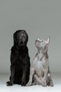 Thai ridgeback puppy and shar pei dog Royalty Free Stock Photo